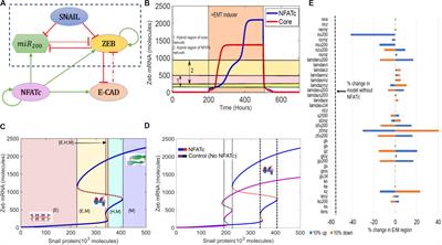 NFATc Acts as a Non-Canonical Phenotypic Stability Factor for a Hybrid Epithelial/Mesenchymal Phenotype